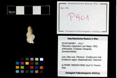 Foto (Objekt + Etikett) von Pithonoton marginatum (von Meyer, 1842)  (NHMW-GEO-2014-0194-0901)